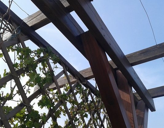 Coprire una pergola con le piante 1554 0 Coprire una pergola con le piante
